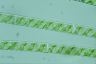 Spirogyra