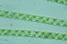 Spirogyra