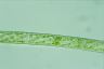 Spirogyra