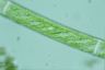 Spirogyra