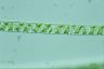 Spirogyra