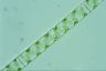 Spirogyra