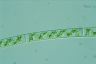 Spirogyra