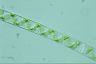 Spirogyra