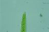 Closterium acerosum