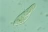 Paramecium caudatum