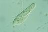 Paramecium caudatum