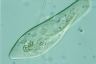 Paramecium caudatum