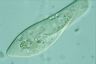 Paramecium caudatum