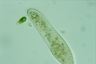 Paramecium caudatum