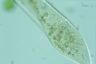 Paramecium caudatum