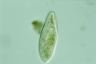 Paramecium caudatum