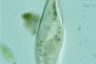 Paramecium caudatum