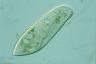 Paramecium caudatum