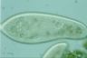 Paramecium caudatum