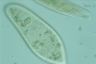 Paramecium caudatum