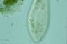 Paramecium caudatum