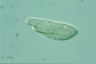 Paramecium caudatum