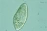 Paramecium caudatum