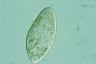 Paramecium caudatum