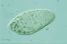 Paramecium caudatum