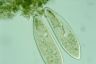 Paramecium caudatum