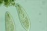 Paramecium caudatum