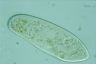 Paramecium caudatum