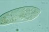 Paramecium caudatum