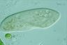 Paramecium caudatum