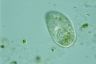 Paramecium