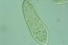 Paramecium caudatum