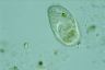 Paramecium trichium