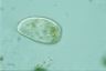 Paramecium trichium