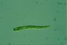 Euglena deses