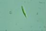 Euglena tripteris