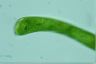 Euglena gigas