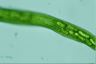 Euglena gigas