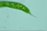 Euglena gigas