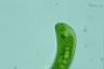 Euglena gigas