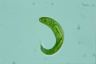 Euglena spirogyra