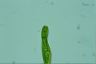 Euglena spirogyra