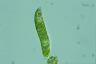 Euglena obtusa