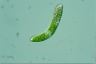 Euglena obtusa