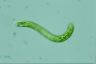 Euglena deses