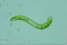 Euglena deses