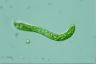 Euglena deses