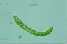 Euglena deses