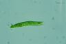 Euglena deses