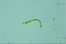 Euglena deses